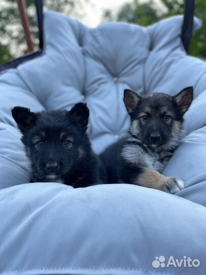 Отдам щенка в добрые руки