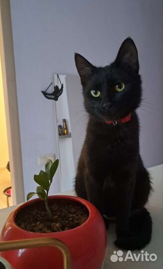 Кошка (Котенок) чёрная, беззубик