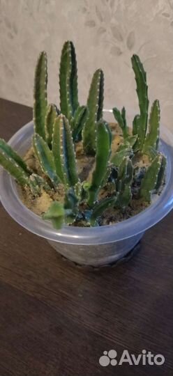 Антуриум, замиокулькас спатифиллум хавортия фикус