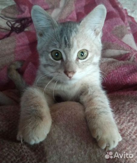 Котик 3 месяца ищет добрых хозяев