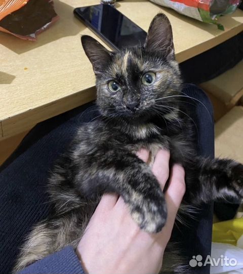 Кошка