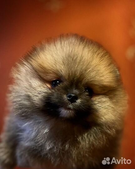 Шпиц мини мальчик померанец