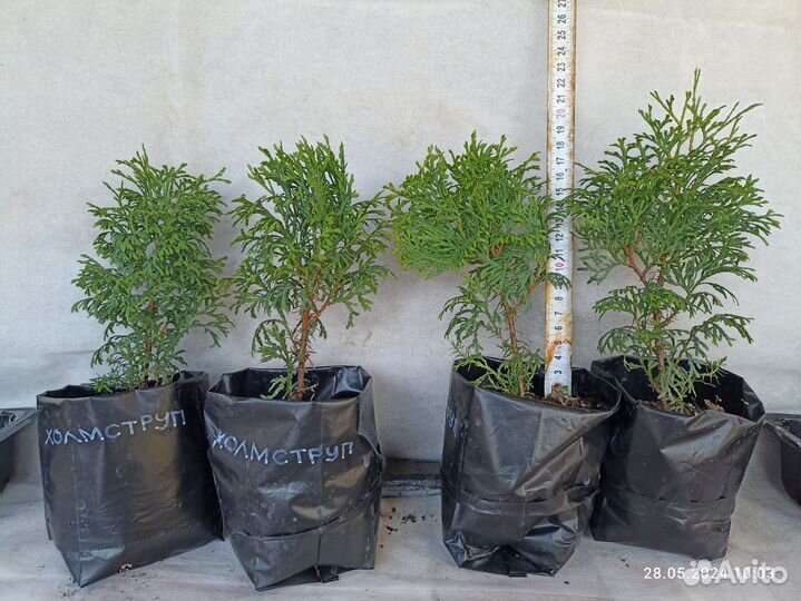 Туи Колумна и Холмструп