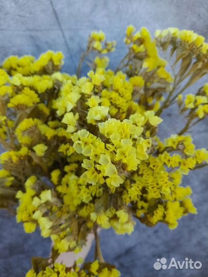 Сухоцветы разные