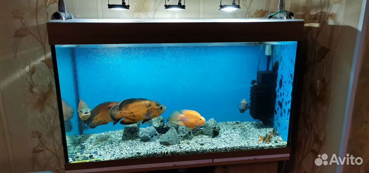Аквариум и рыбки