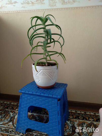 Алоэ столетник