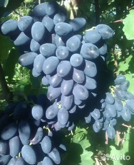 Саженцы и черенки элитных сортов винограда