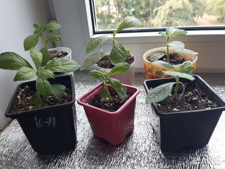 Клеродендрум угандийский