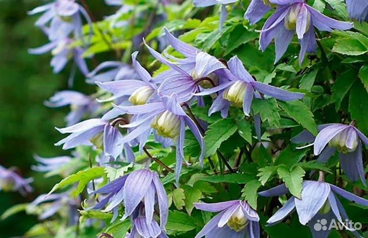 Клематис кустовой голубой и княжик голубой