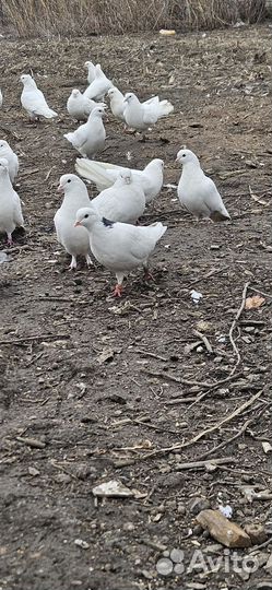 Бакинские бойные голуби