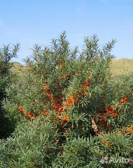 Облепиха крупная сладкая без шипов