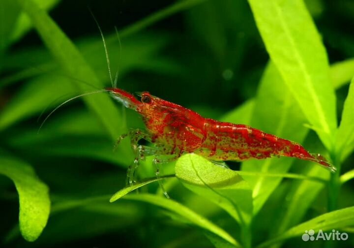 Аквариумные обитатели