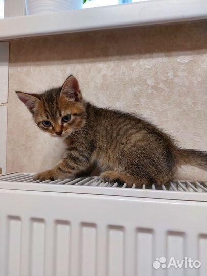 Котёнок