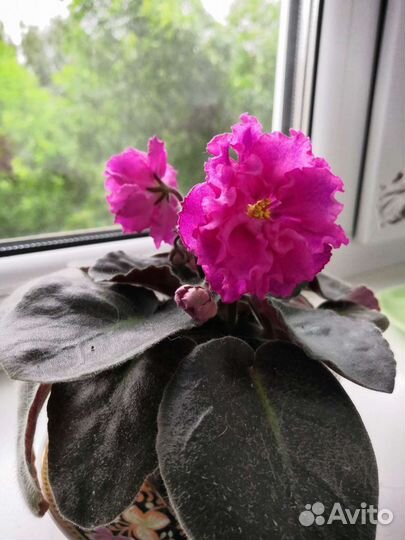 Фиалка сортовая в горшках, много разных. доставка