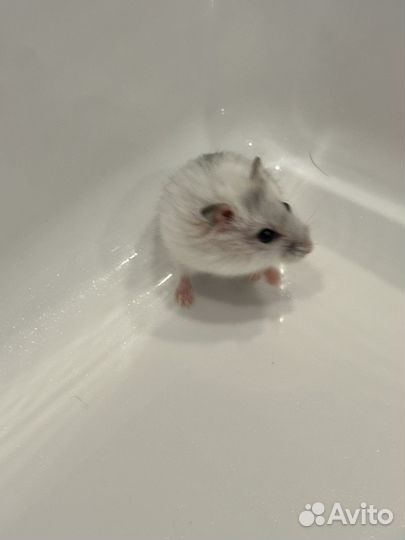 Джунгарский хомяк бесплатно