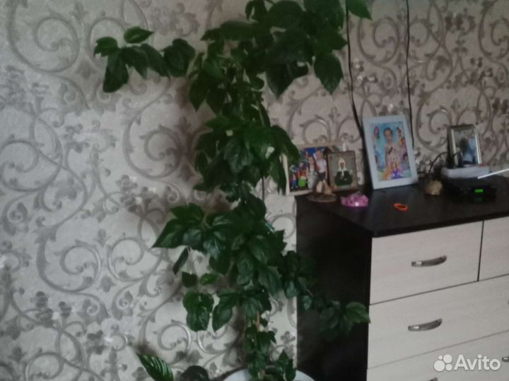 Комнатные цветы шефлера