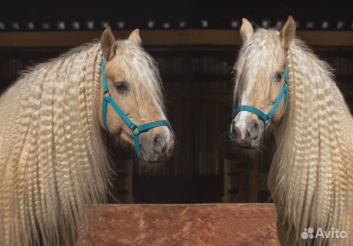 Занятия верховой ездой.Прокат лошадей и пони