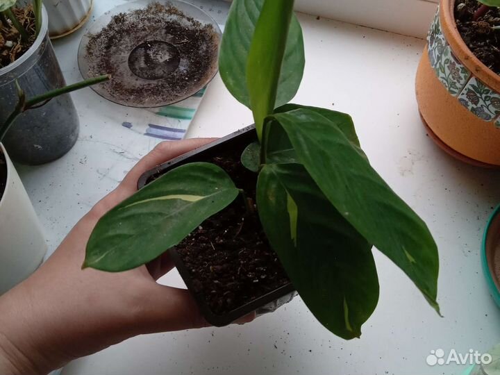 Ктенанта голден мозаик