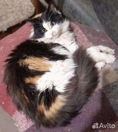 Молодая трехцветная кошечка