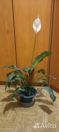 Домашние растения