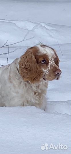 Вязка. Русский спаниель