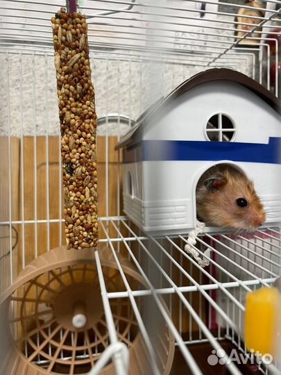 Хомяк сирийский с клеткой