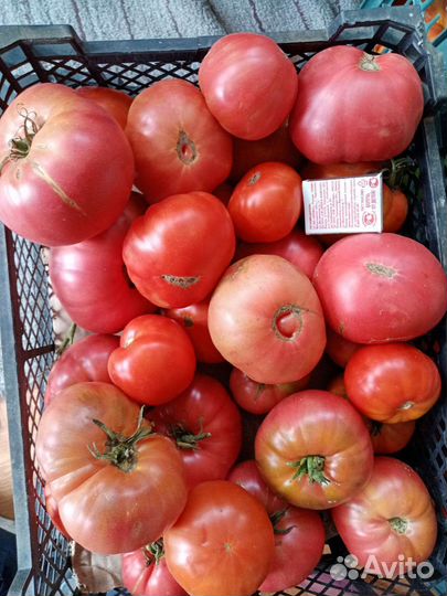 Помидоры домашние