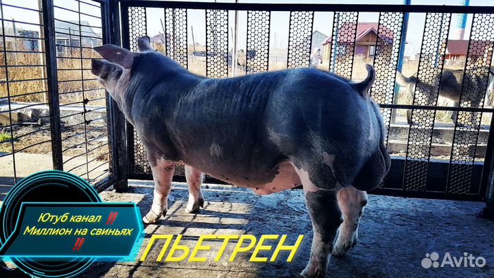 Семя хряка. Искусственное осеменение свиней