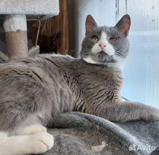 Кот в добрые руки