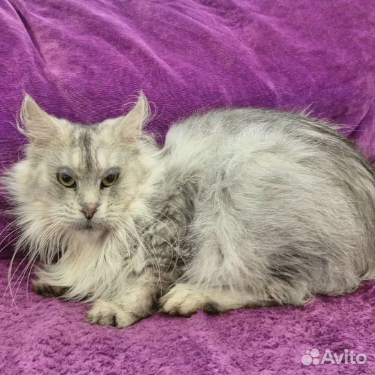 Ищем дом кошке породы Мейн-кун