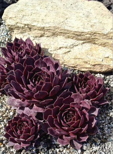 Молодило (Sempervivum)