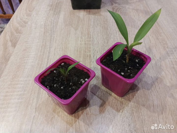 Спатифиллум