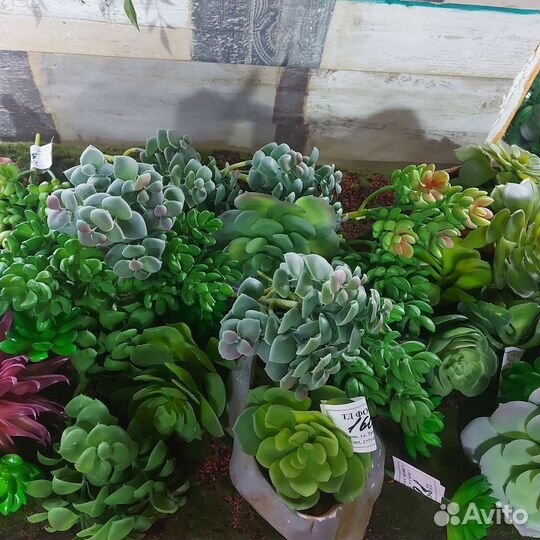 Кактусы и суккуленты