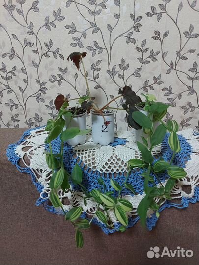 Комнатные растения