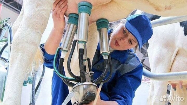 Доярка/дояр/оператор машинного доения