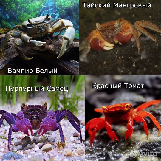 Крабы аквариумные - 11 видов - Аквасалон Дискус