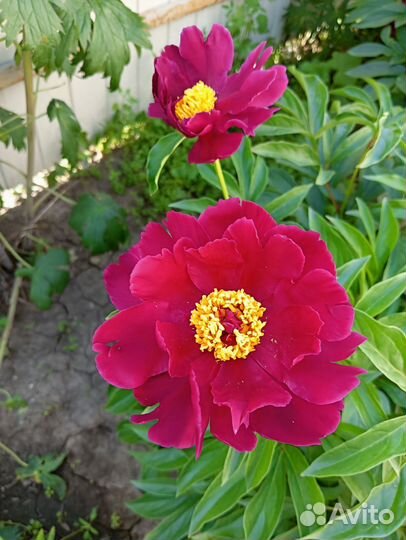 Пион куст цветущий