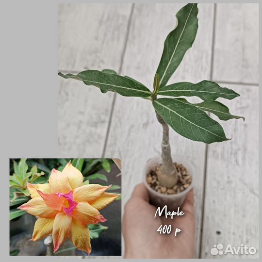 Адениум прививки