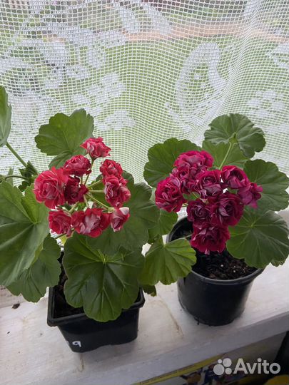 Герань пеларгония