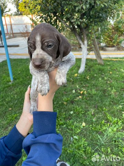 Собаки щенки курцхаар