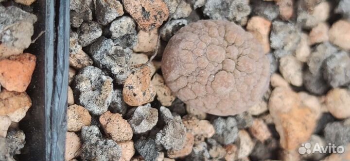 Псевдолитос мигиуртинус семена и растения