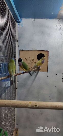 Амадины Гульда