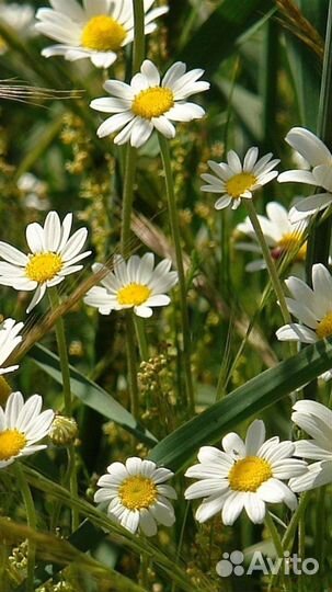 Услуги сиделки с проживанием и без