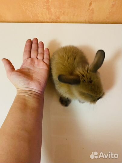 Кролик карликовый