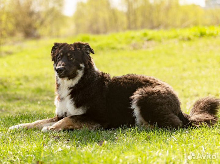 Собака в добрые руки