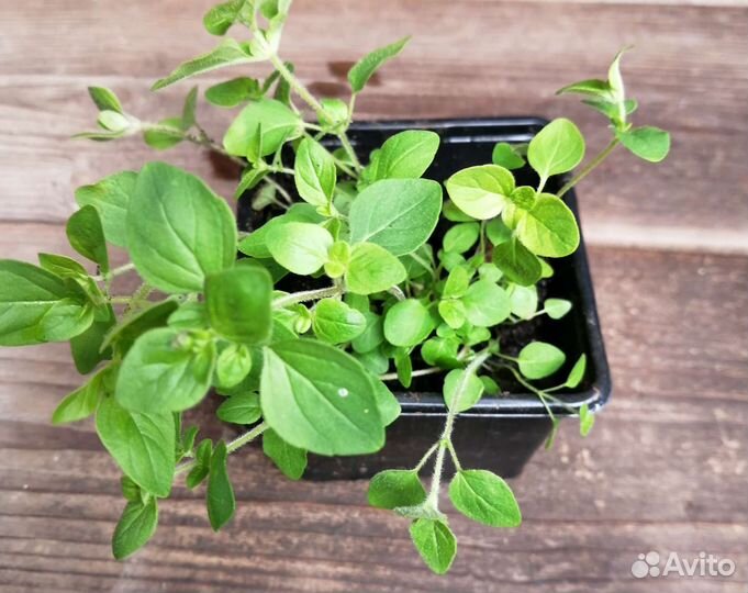 Орегано, рассада