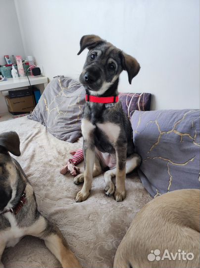 Метис шарпея