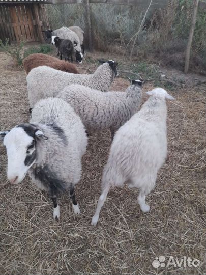 Овцы романовской породы