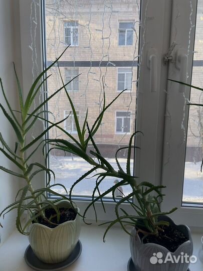 Алоэ столетник