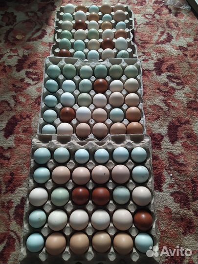 Инкуационное яйцо